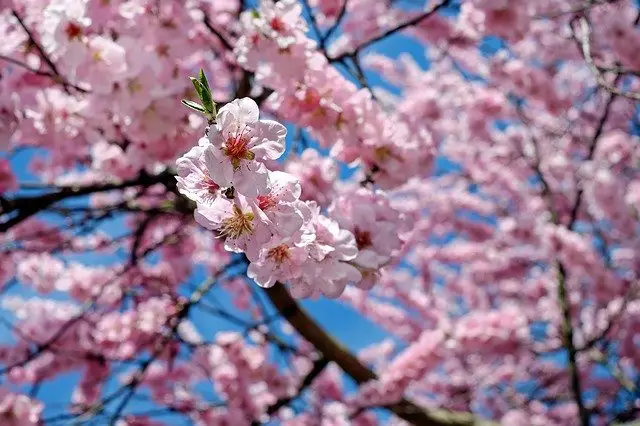 Behind The Aesthetics of Cherry Blossom Tattoos