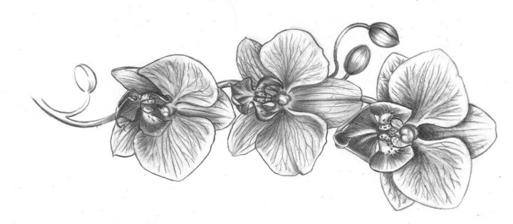 orchid tattoo drawing