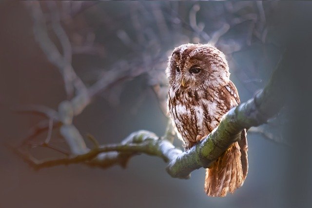 Wisdom Radiating Owl Tattoos on Neck